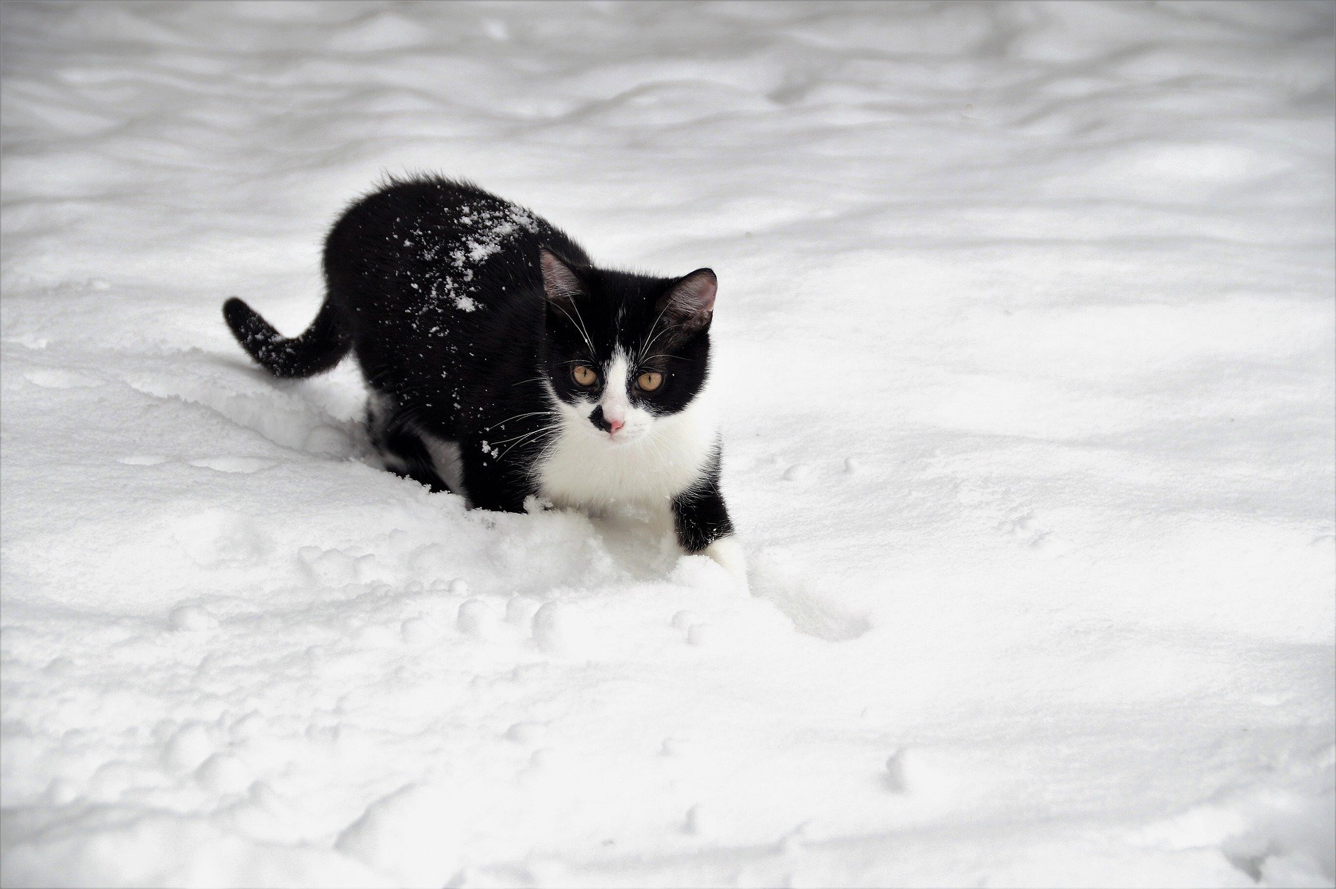 cat-5932474_1920.jpg